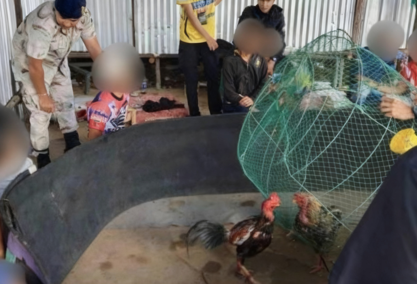 Thai police raid illegal cockfighting ring in Phuket, arrest 9 and seize drugs and gambling funds.